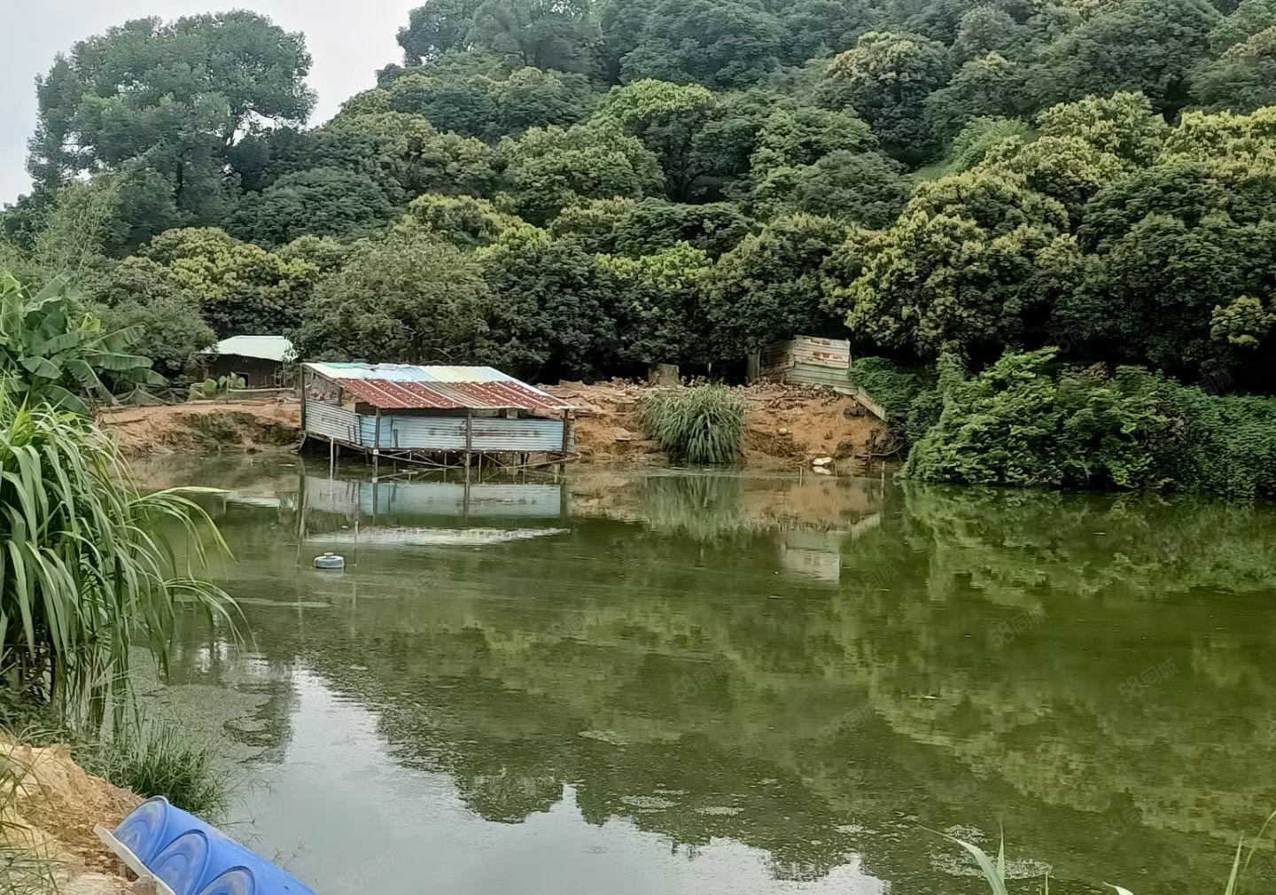 东莞黄江60多亩果园白菜价出售，远离都是喧器，回归自然本色。