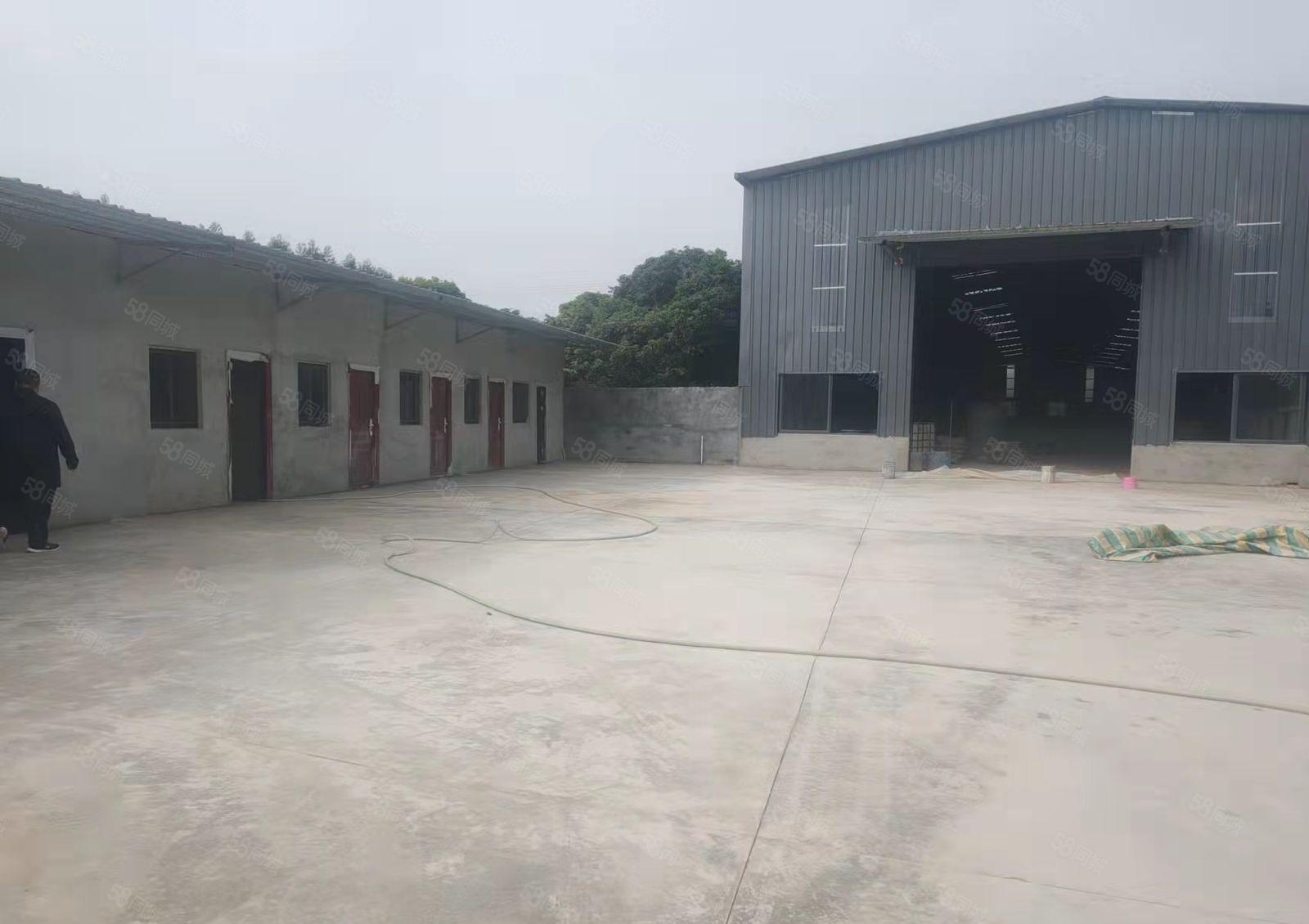 龙华镇原房东全新独门独院滴水8米单一层厂房招租