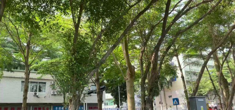 精装带家私空调 南山西丽 茶光 双地铁口3加1格局 235平